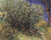 The Bush Vincent Van Gogh
